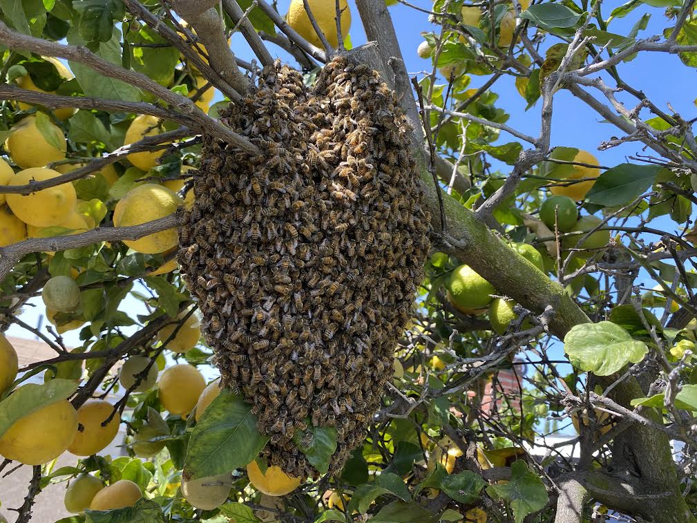 Bee beekeeper