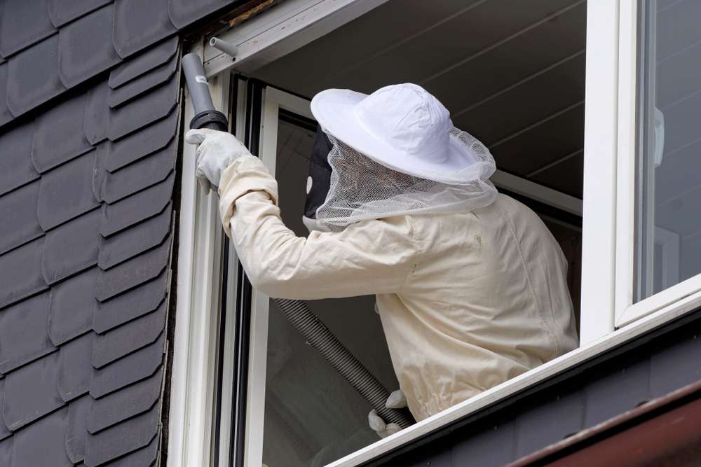 Bee Removal Services