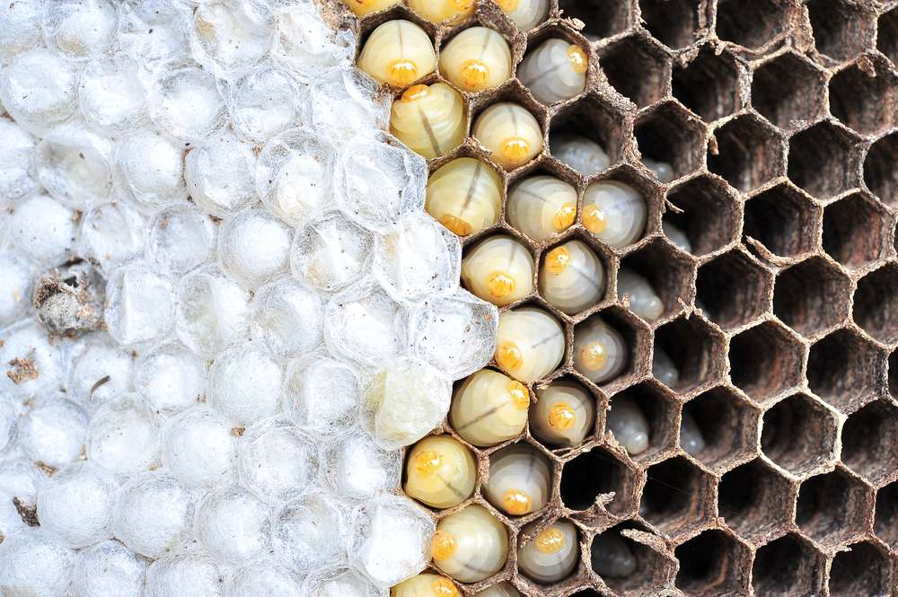 Bee Removal Services