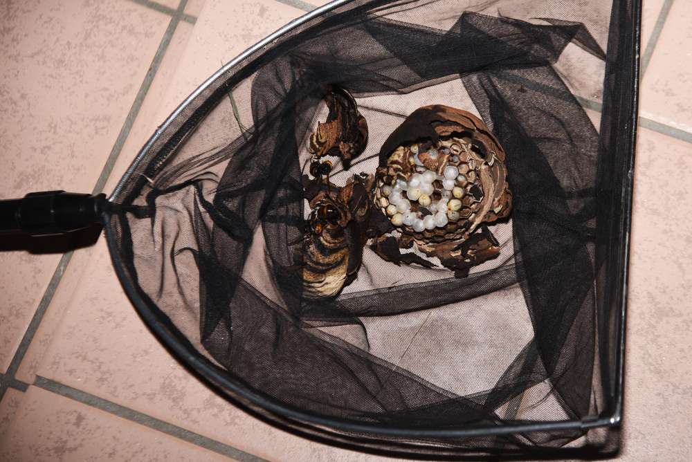 Bee Removal Services