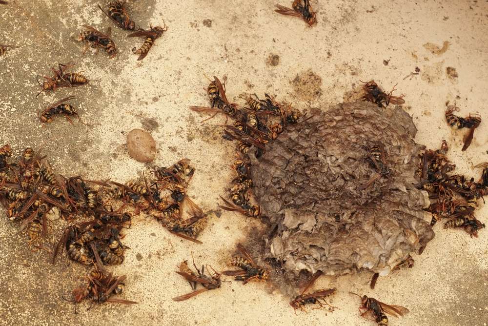 Bee Removal Services