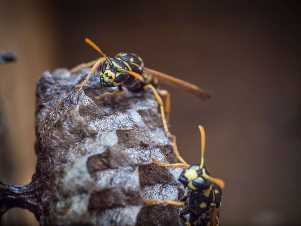 Bee Removal Services